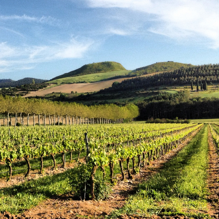 Viñedos Bodega Otazu