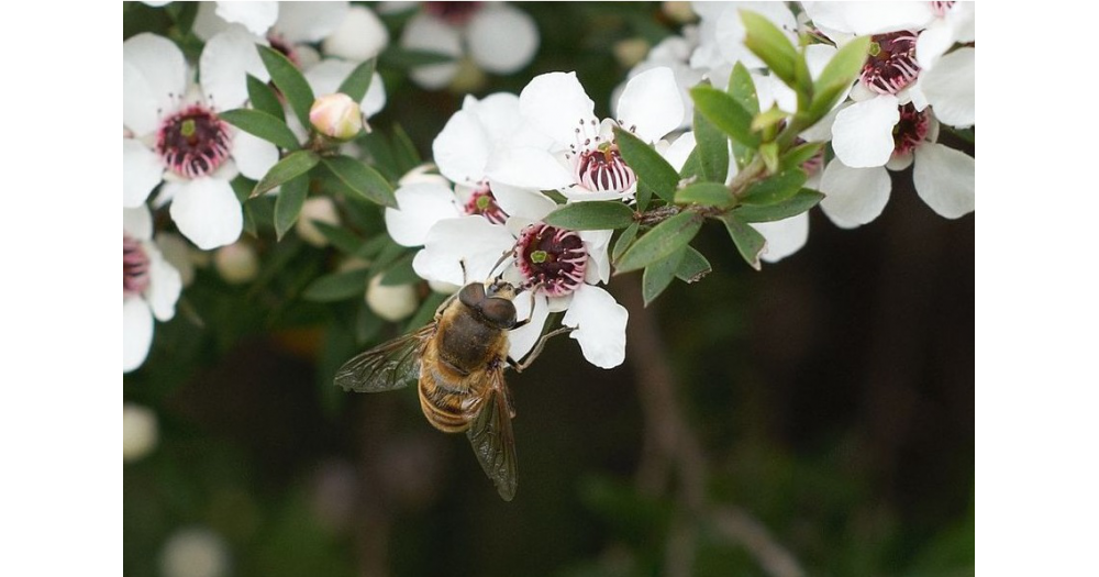 Miel de Manuka Active 10+ Tiptree